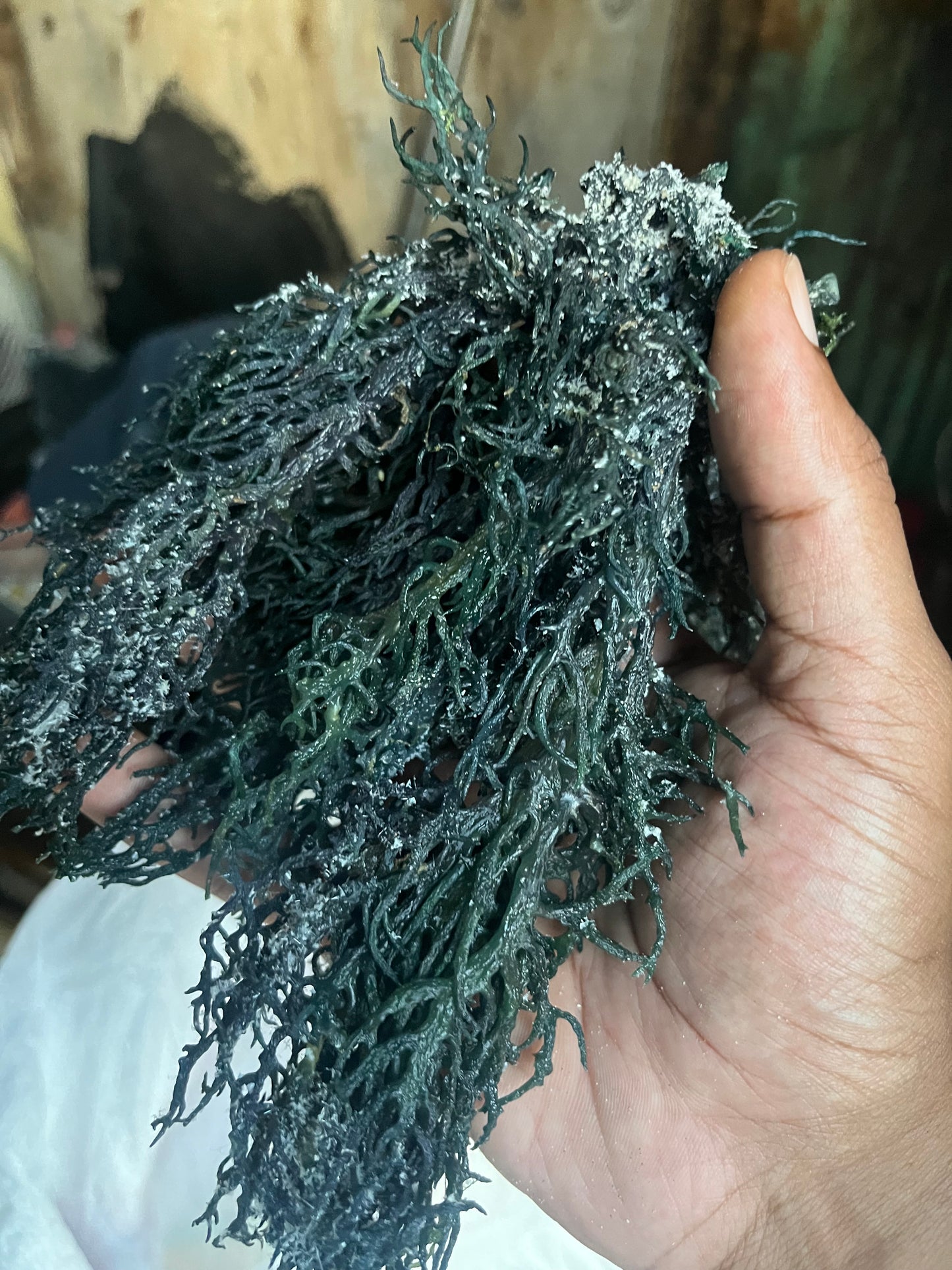 100 Grams Organic Seamoss