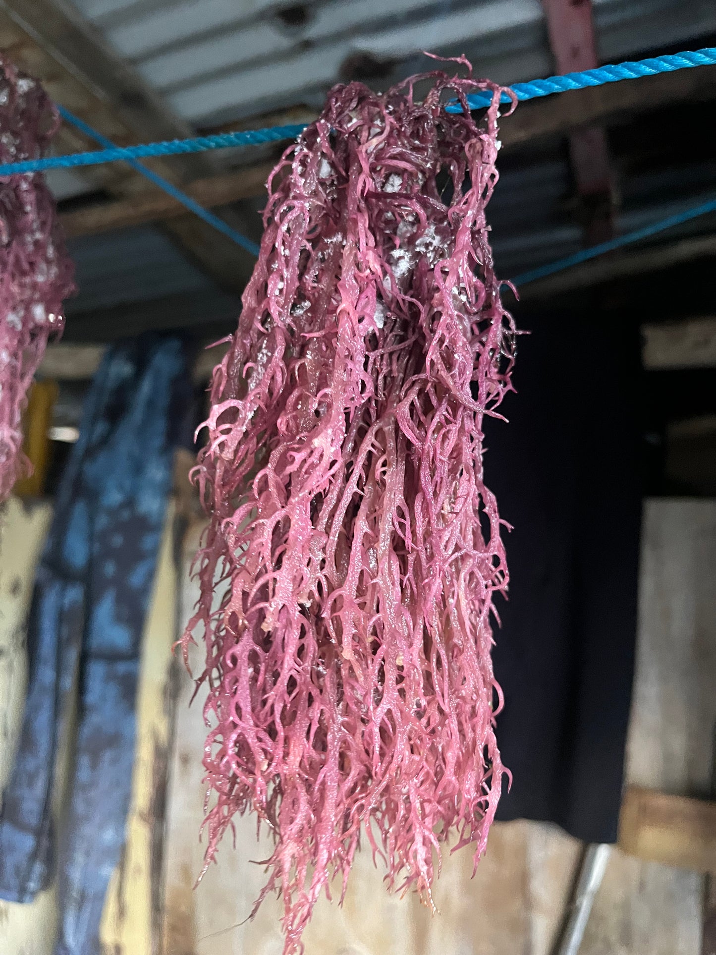 100 Grams Organic Seamoss